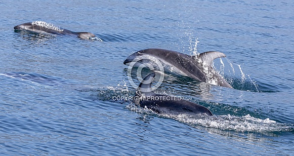 Pacific White Sided Dolphins jumping Pacific White Sided Dolphins jumping