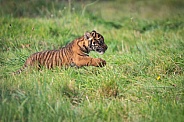 Sumatran Tiger Cub