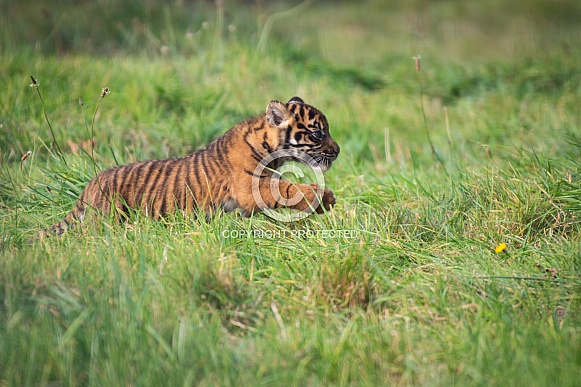 Sumatran Tiger Cub