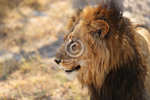 African lion portrait