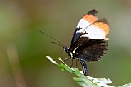 Brown, white and orange butterfuly