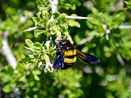 Female Carpenter Bee