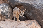 Kit Fox, Vulpes macrotis