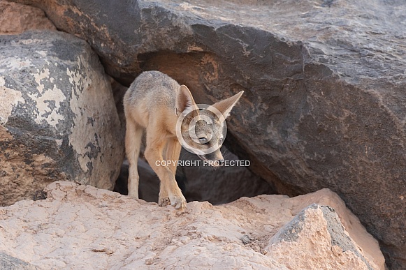 Kit Fox, Vulpes macrotis