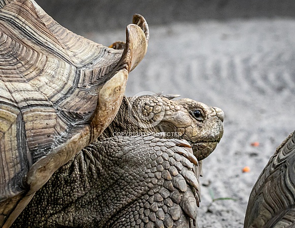 African Spurred Tortoise