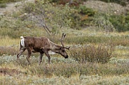 The reindeer or caribou (Rangifer tarandus)