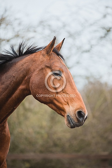 Dutch Warmblood Dutch Warmblood