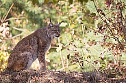 Lynx