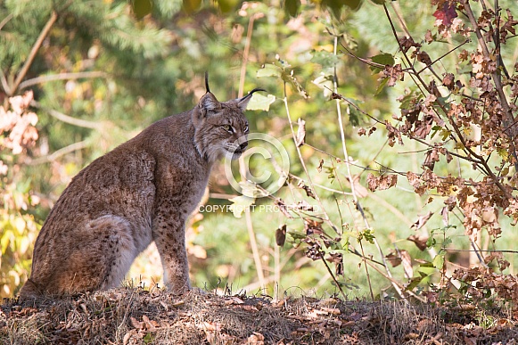 Lynx Lynx