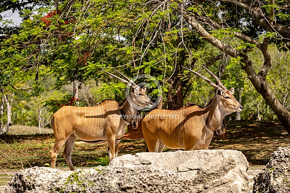 Giant Eland Antelope