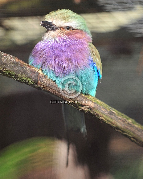 lilac breasted roller