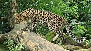 Amurlepard