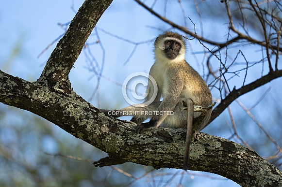 Back face monkey sitting in a tree in Tanzania Back face monkey sitting in a tree in Tanzania