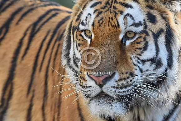amur Tiger