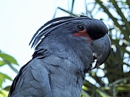 Palm Cockatoo