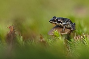 Little frog on a mushroom