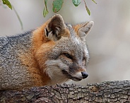 Grey Fox