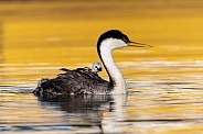 Western Grebe