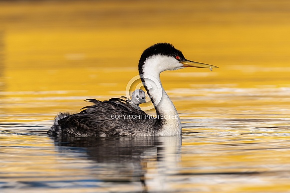 Western Grebe