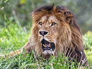 Lion in the grass