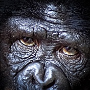 Bonobo  close up