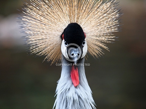 Grey Crowned Crane (Balearica regulorum)