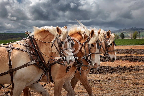 Draft Horse