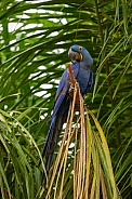 hyacinth macaw close up on a palm tree in the nature habitat