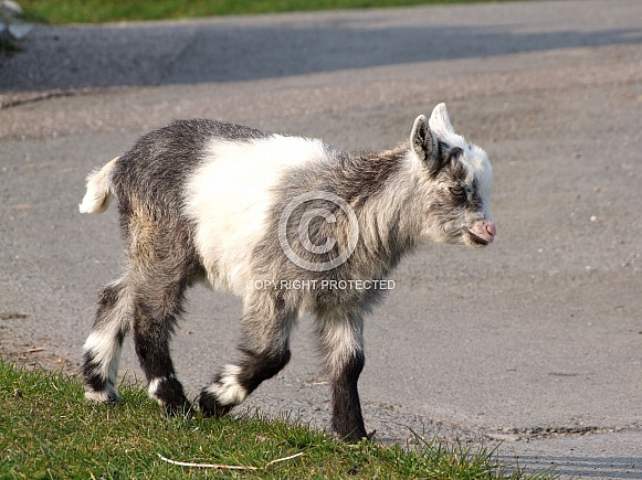 Feral Goat Kid