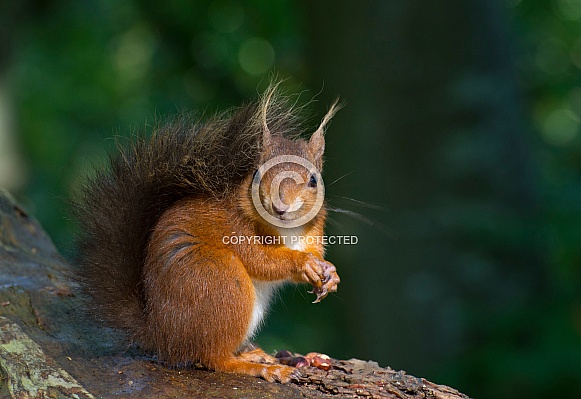 Red Squirrel