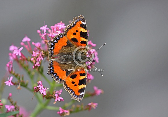 Small Tortoiseshell