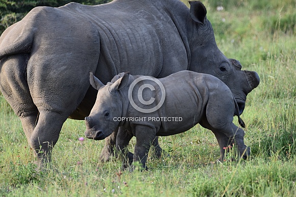 Rhino