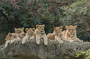 Lion Cubs and Lioness