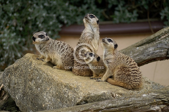 Meerkats