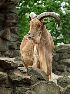 Barbary goat (Ammotragus lervia)