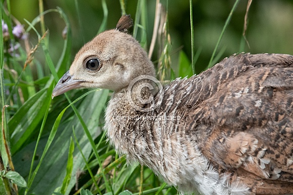 Peacock Chick Peacock Chick