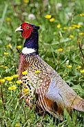 Pheasant