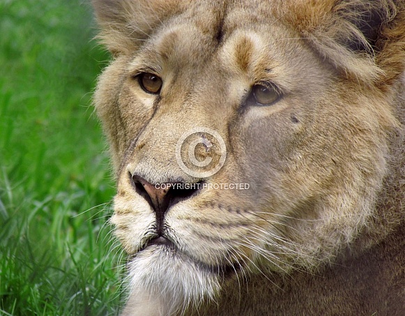 Lioness