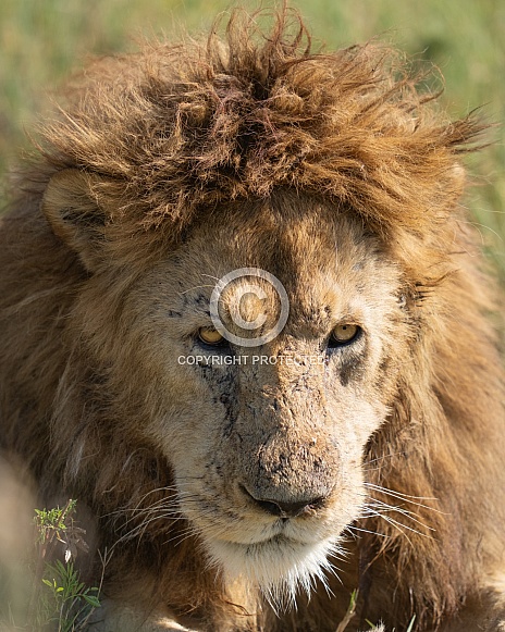 Older, scared male lion Older, scared male lion