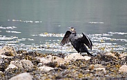 Common Cormorant