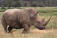 Rhinoceros