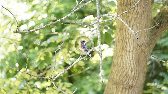 blue bird