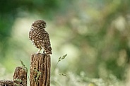 The little owl (Athene noctua)