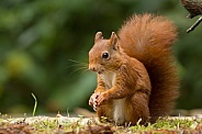 Red Squirrel