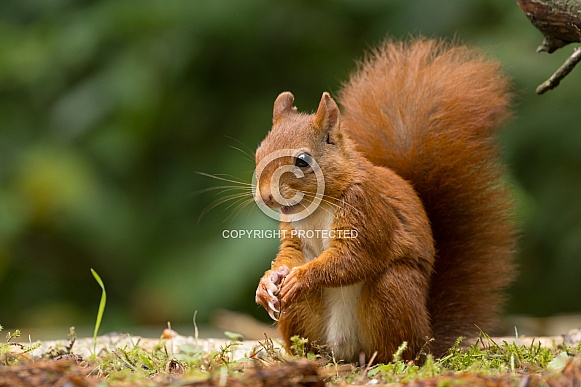Red Squirrel Red Squirrel