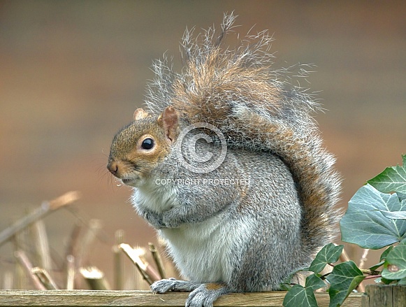 Gray Squirrel
