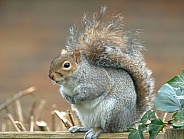 Gray Squirrel