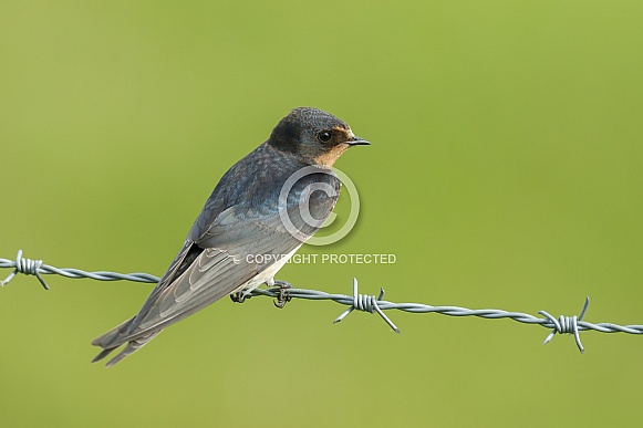 Barn Swallow