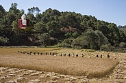 Burmese women harvesting a crop of wheat by hand - Myanmar