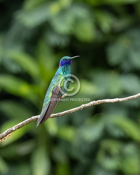 Sparkling Violetear Hummingbird in Ecuador Sparkling Violetear Hummingbird in Ecuador